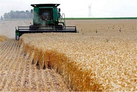  آغاز خرید تضمینی گندم در مناطق گرمسیری چهارمحال و بختیاری