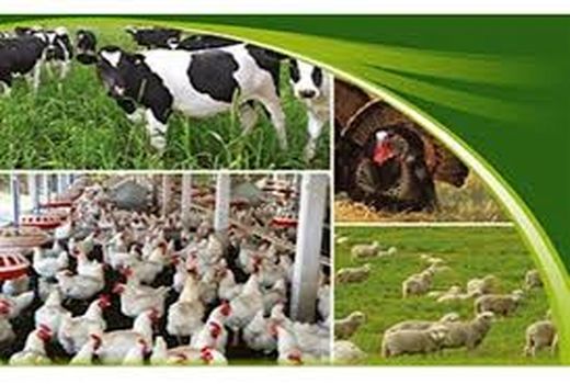 توانمندسازی دامداران در کاهش ریسک و مدیریت خطرپذیری انواع بیماری ها با بیمه 