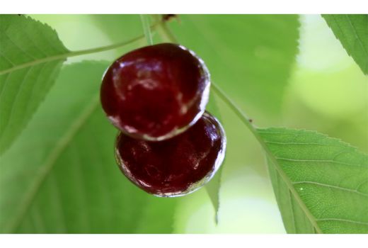 تولید 22 هزار تنی گیلاس در آمل/ درآمد 550 میلیاردی