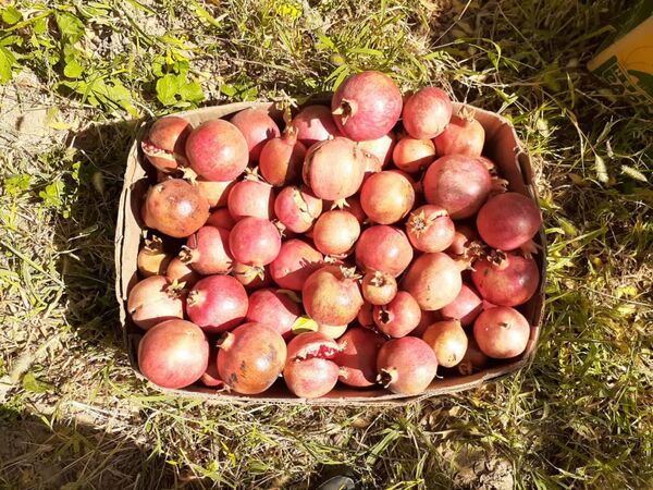 شکرانه برداشت انار در شهر درجزین "یاقوت سرخ" برگزارمی‌شود 