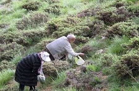 آغاز برداشت گیاهان کوهی خوراکی در آذربایجان‌غربی