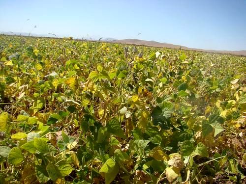 پیش بینی برداشت ۱۱هزار و ۴۸۰تُن حبوبات در خراسان شمالی