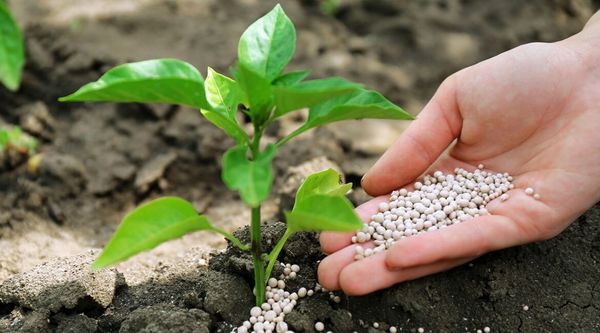 توزیع نزدیک به 82 هزار فقره حواله الکترونیکی کود شیمیایی در آذربایجان غربی 