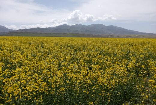 گلدهی بیش از 85 هکتار دانه روغنی کلزا در مزارع شهرستان جلفا