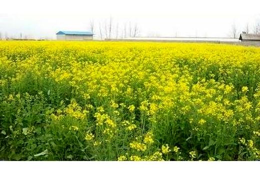 آمادگی مازندران برای خرید تضمینی ۲۰ هزار تُن کلزا و ۱۱۰ هزار تن گندم