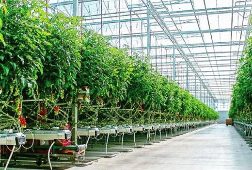 کشت گلخانه ای زیربنایی برای توسعه کشاورزی کردستان