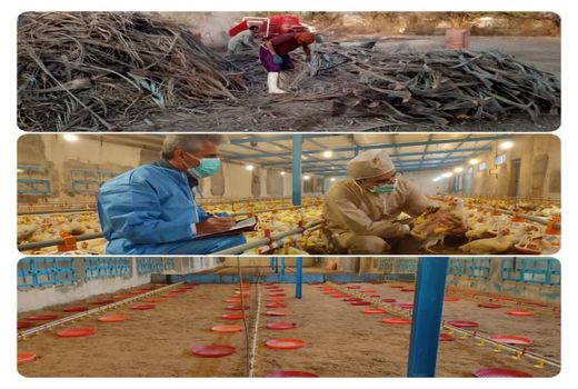 طرح تحقیقاتی ترویجی مقایسه استفاده از برگ درخت خرما با رول مقوایی 