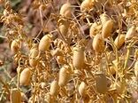 برداشت مکانیزه نخود؛ تحولی نو در پایداری تولید در آذربایجان‌غربی