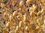 برداشت مکانیزه نخود؛ تحولی نو در پایداری تولید در آذربایجان‌غربی