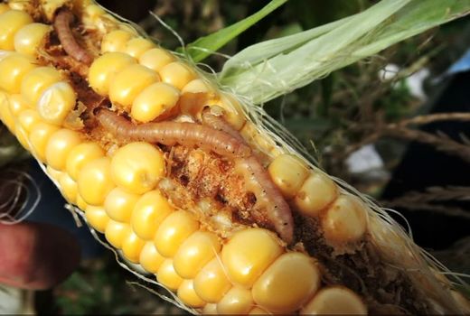 راه‌اندازی انسکتاریوم تولید زنبور تلنموس برای نجات مزارع ذرت