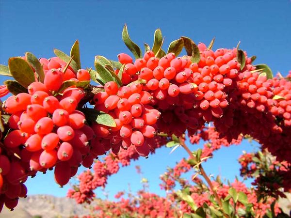 کاشت نهال زرشک بی هسته برای اولین بار در کوار