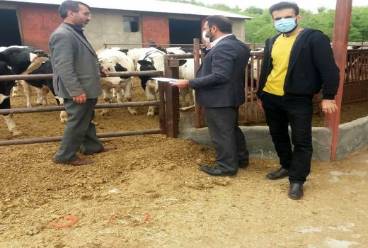 اجرای عملیات پایش و راستی آزمایی پروژه هویت گذاری دام  سنگین در شهرستان فارسان