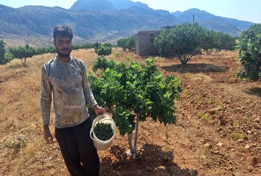 گرده افشانی انجیر در باغات انجیر شهرستان داراب