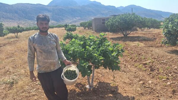 گرده افشانی انجیر در باغات انجیر شهرستان داراب