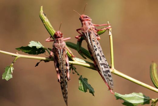 ملخ‌های صحرایی مهار شده‌اند