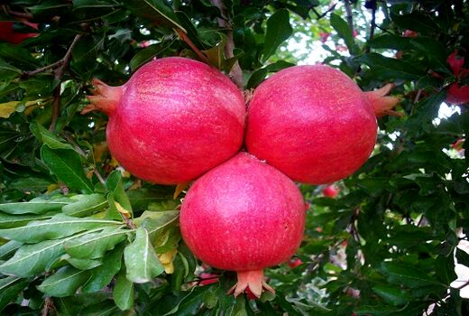 انار نی ریز در بازار های جهانی عرضه می شود 