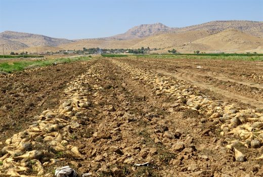 برداشت محصول چغندرقند در بخش هلیلان