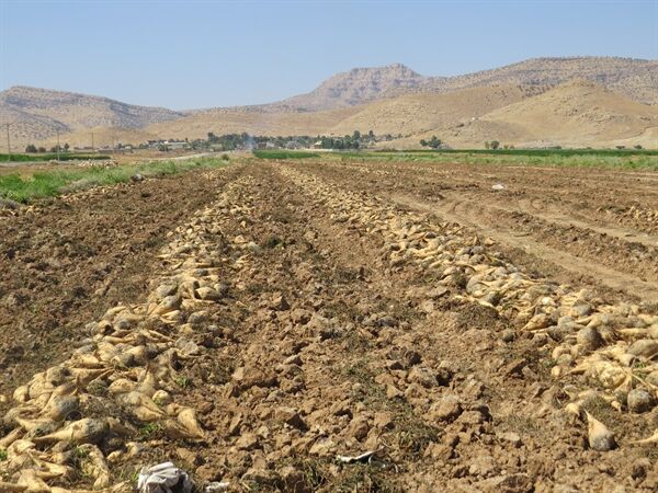 برداشت محصول چغندرقند در بخش هلیلان