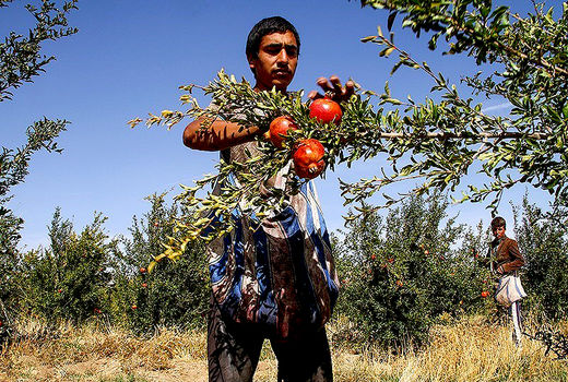 برداشت انار در ساوه  