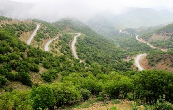 دخالت انسان عامل تخریب جنگل‌های زاگرس  