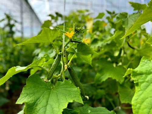 افتتاح گلخانه سبزی و صیفی در بیضا