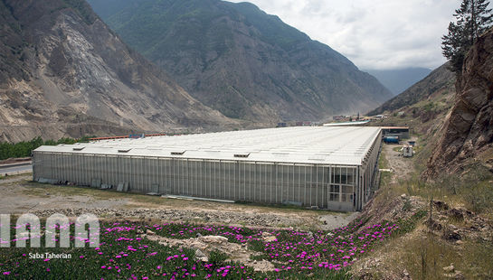 گالری عکس: گلخانه گل رز