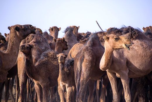 بازار جهانی خوبی برای هیبرید شتر یک‌کوهانه و دوکوهانه وجود دارد