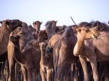 بازار جهانی خوبی برای هیبرید شتر یک‌کوهانه و دوکوهانه وجود دارد