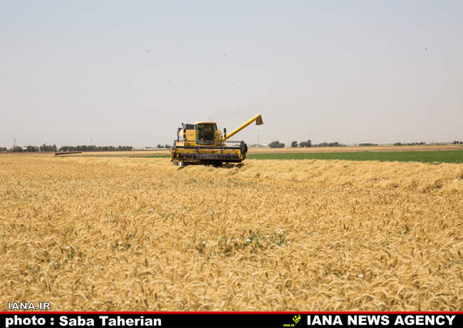 برداشت مکانیزه گندم