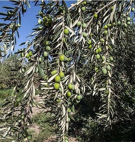 توسعه کشت زیتون در سپیدان