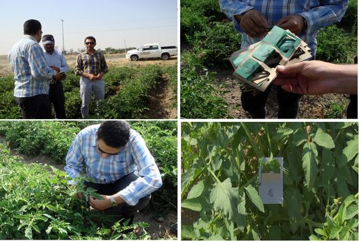 طرح کنترل بیولوژیک آفات در مزارع گوجه فرنگی استان قزوین اجرا می‌شود