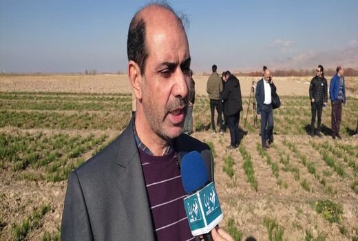 تولید یک هزار و ۹۰۰ کلیوگرم زعفران از مزارع شهرستان مرند 