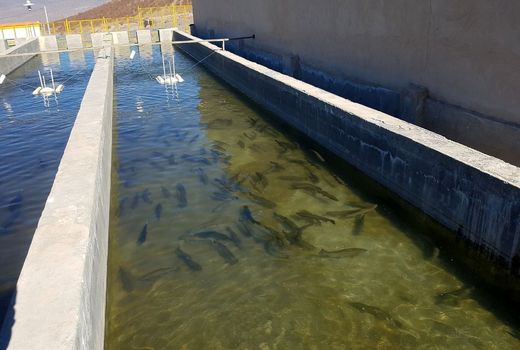 استان کرمان علی‌رغم ظاهری خشک و کویری، پتانسیل‌های بالقوه ای را برای آبزی پروری داراست.