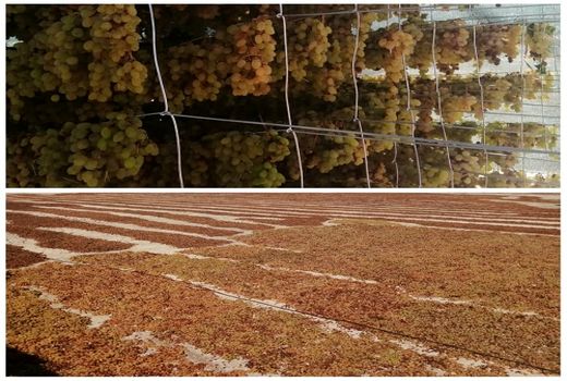 نخستین کارگاه فرآوری انگور در بیضا شروع به کار کرد