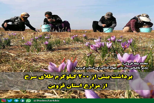 برداشت بیش از ۲۰۰ کیلوگرم طلای سرخ از مزارع استان قزوین