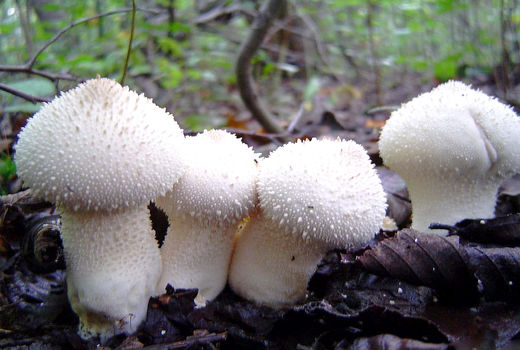 قارچ دکمه‌ای مسموم نمی‌کند