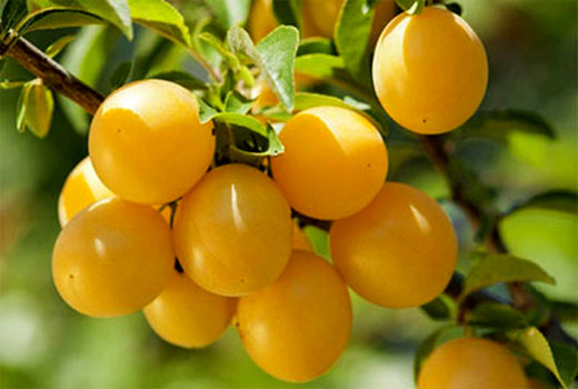 پیش بینی تولید 96 تن آلو در بیضا 