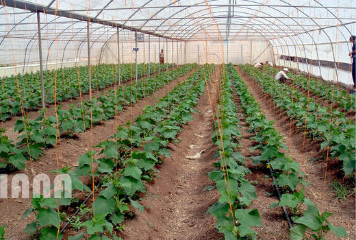 تحقق 107 درصدی اهداف توسعه گلخانه‌ها در بهار امسال