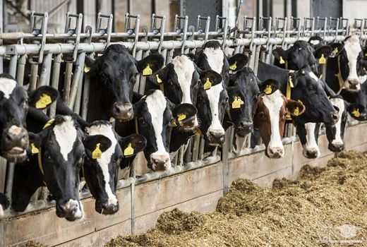 شهرستان سراب قطب دامپروری آذربایجان شرقی