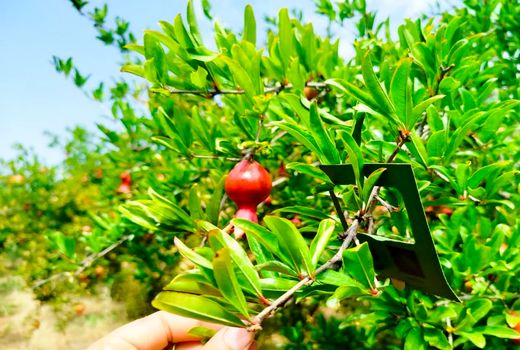 استفاده از عوامل بیولوژیک در باغات انار شهرستان جلفا