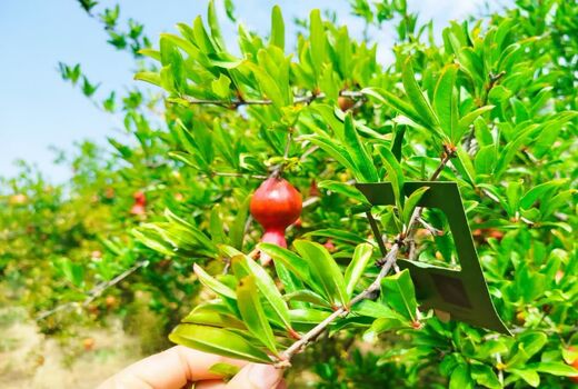 استفاده از عوامل بیولوژیک در باغات انار شهرستان جلفا