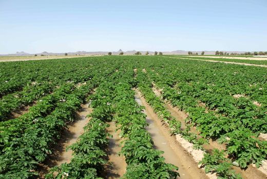 اولین پروژه کشاورزی حفاظتی درعرصه های زراعی سیستان اجرامی شود