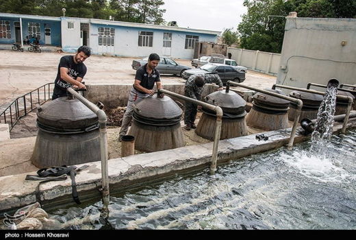 تولید سالانه 22 میلیون لیتر عرقیات در فیروزآباد