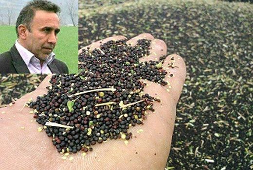 پیش‌بینی بازار قیمتی جذاب برای کلزا