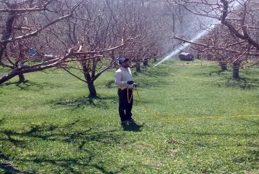 مبارزه پیش بهاره باغات شهرستان هشترود در سطح 2500هکتار