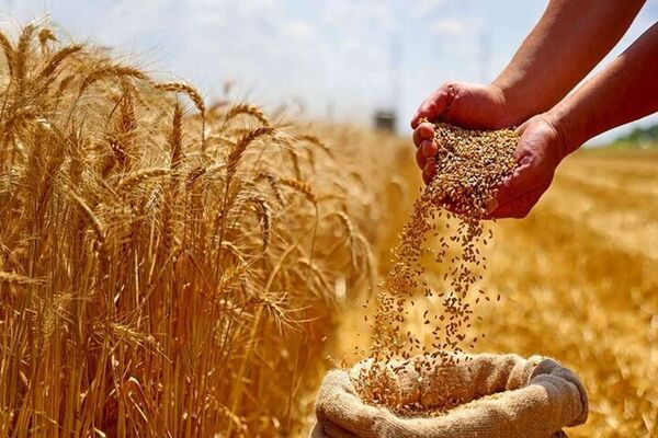  تولید محصولات کشاورزی کشور به ۱۳۷ میلیون تن رسید