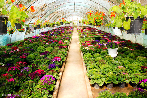  مجموع اراضی گلخانه‌ای آذربایجان شرقی به 800 هکتار خواهد رسید