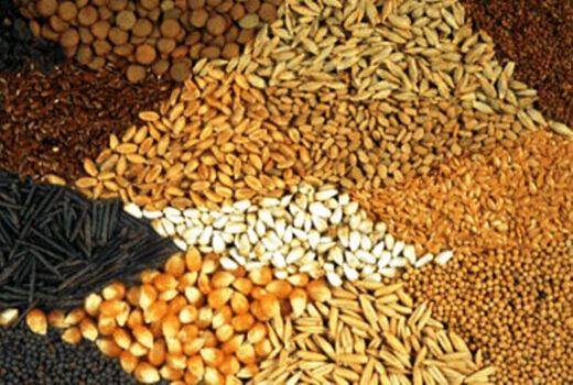 توزیع بیش از 80 هزار تن نهاده دامی تا 12 بهمن توسط تعاون روستایی آذربایجان شرقی