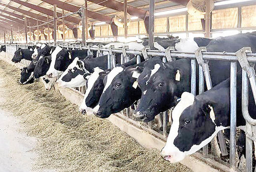 اقدامات موسسه تحقیقات علوم دامی در راستای افزایش تولید دام و ارزآوری