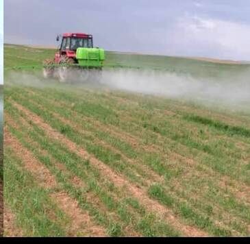 آغاز عملیات مبارزه با علف های هرز و محلولپاشی در ۵۰ هزار هکتار از مزارع گندم دیم و آبی شهرستان آوج